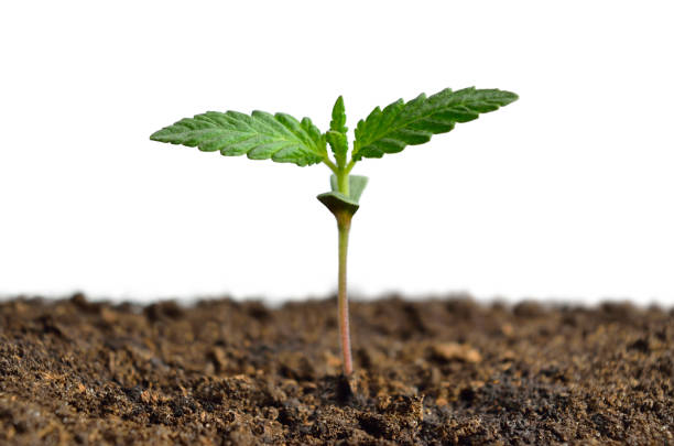 Dochazed promotional graphic highlighting premium cannabis seeds and exotic strain development