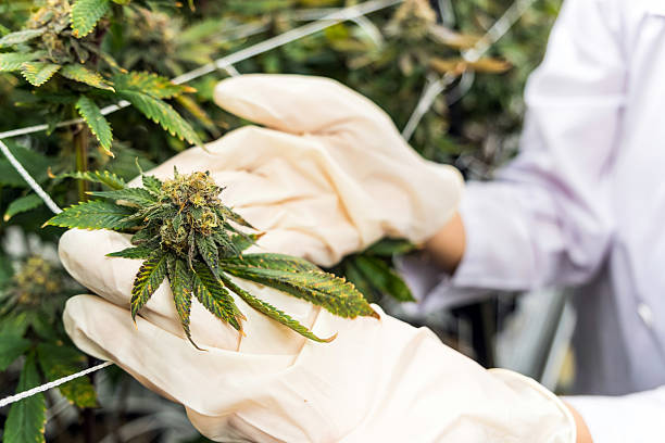 Dochazed promotional graphic showcasing exotic cannabis strains bred from premium seed genetics